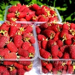 Фото №5 Малина летняя и ремонтантная 40 сортов