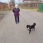 Фото №3 Пропала собака