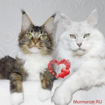фото Серебряные котята