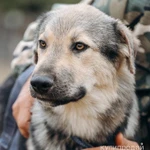 Фото №5 АЛМАЗ ищет ДОМ, 8 мес, 12кг, 30см в холке, Привит.