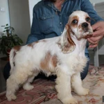 Фото №5 Американский кокер спаниель