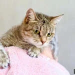 Фото №6 Ласковая кошечка Мишель в добрые руки