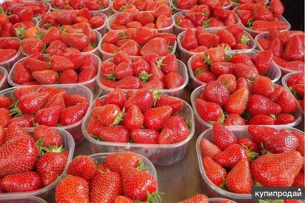 Фото Клубника