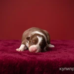 Щенки Австралийской овчарки