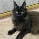 Фото №10 Котята мейн кун