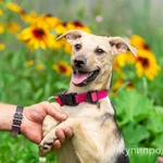 Фото №6 Красивый и умный домашний песик Лаки в добрые руки