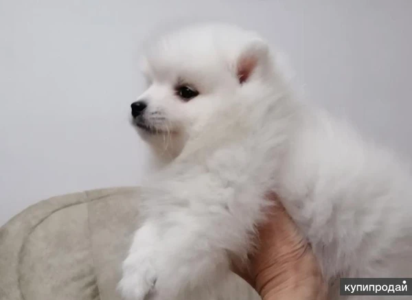 Фото Щенки белоснежного японского шпица