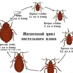 Травлю клопов очень эффективно