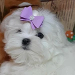 Фото №5 Белоснежное чудо Мальтезе. Мальтийская болонка