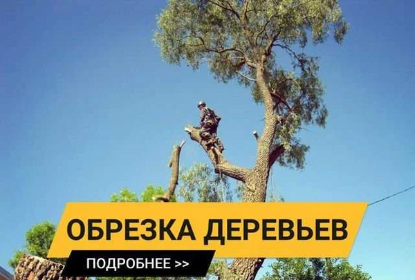 Фото Обрезка деревьев