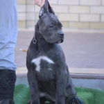 Фото №5 Щенки кане корсо от Чемпиона