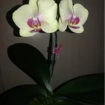 Фото №5 Орхидея Liodora, Чёрный лебедь, Тропикана