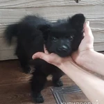 Фото №2 Продам щенка