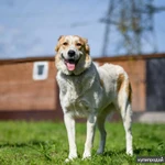 фото Халва в ответственные руки