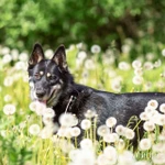 Фото №7 Овчарка в дар