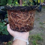 Фото №3 Саженцы хвойных растений. Туи, можжевельники.