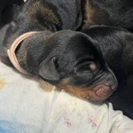 Фото №7 Продаются замечательные щенки породы "Доберман" от титулованных родителей.