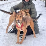 Фото №2 Молодые абсолютно домашние собачки Майра и Онда в добрые руки