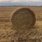 Фото №5 Солома ячменная в рулонах