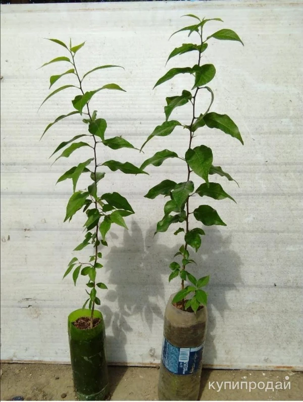 Фото Саженцы Адомово Яблоко. Маклюра.