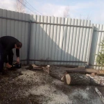 Фото №3 Спил деревьев. Благоустройство сада.