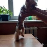 Фото №4 Вязка собак