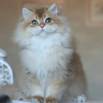 Фото №3 Британский мальчик Юкка