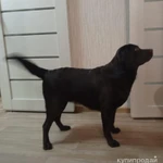 Фото №2 Лабрадор