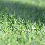 Фото №2 Футбольный газон. Эртиль, Семилуки, Новая Усмань.