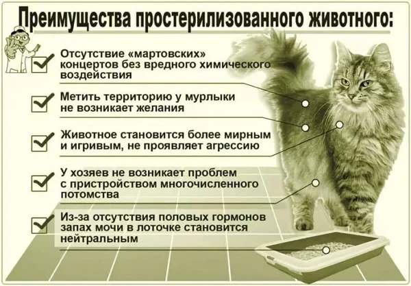 Фото ветеринарные услуги и стрижка животных