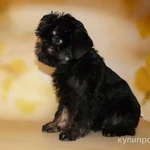 Фото №4 Бельгийские гриффоны