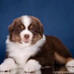 Фото №8 Мини аусси