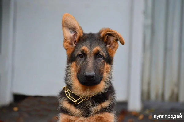 Фото Немецкая овчарка щенки