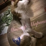 Фото №4 Груминг кошек
