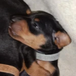 Фото №3 Щенок Цвергпинчера