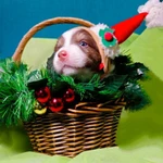 Фото №3 Щенок Австралийской овчарки