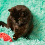 Фото №4 Красавица черная кошка Черника в добрые руки