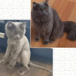 Фото №9 Стрижка кошек