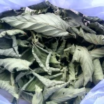 Фото №4 Листья шелковицы. Цена за 100 грамм.