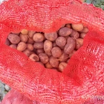 фото Продаю картошку для скота со своего огорода