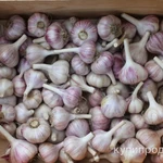 фото Чеснок продам.