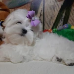 Фото №3 Белоснежное чудо Мальтезе. Мальтийская болонка