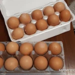 Фото №3 Продам яйцо куронное, всегда свежее