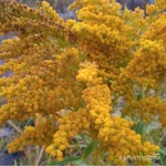 Фото №2 Мёд золотарниковый