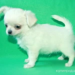 Фото №8 чихуахуа белоснежный мальчик шоу