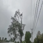 Фото №2 Спил деревьев