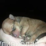 Фото №11 Продам щенков.