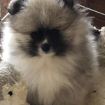 Фото №4 Вязка. Щенки. Питомник.