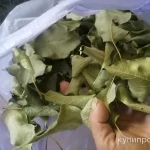 Фото №3 Яблони листья. Цена за 100 грамм.