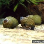 Фото №2 Улитка зеленая торпеда (Cipangopaludina leucythoides)